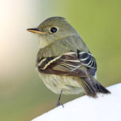 Yellow-bellied Flycatcher